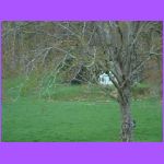 Tree 2.jpg